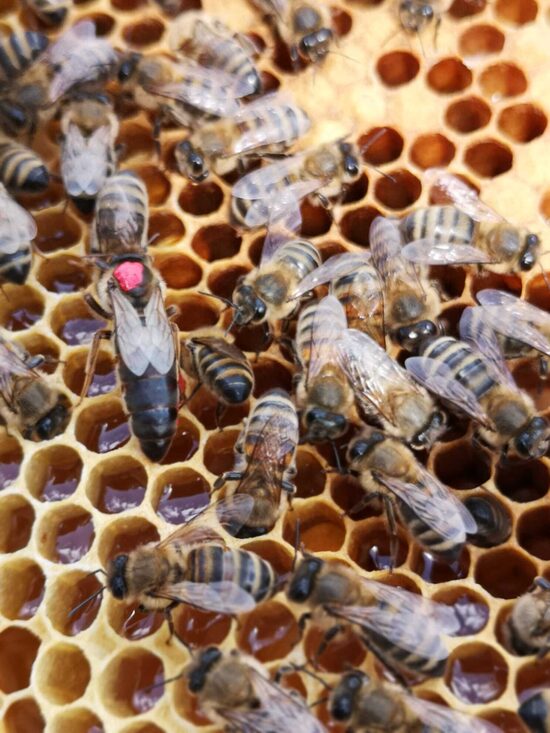 Apsēklota bišu māte Carnica
